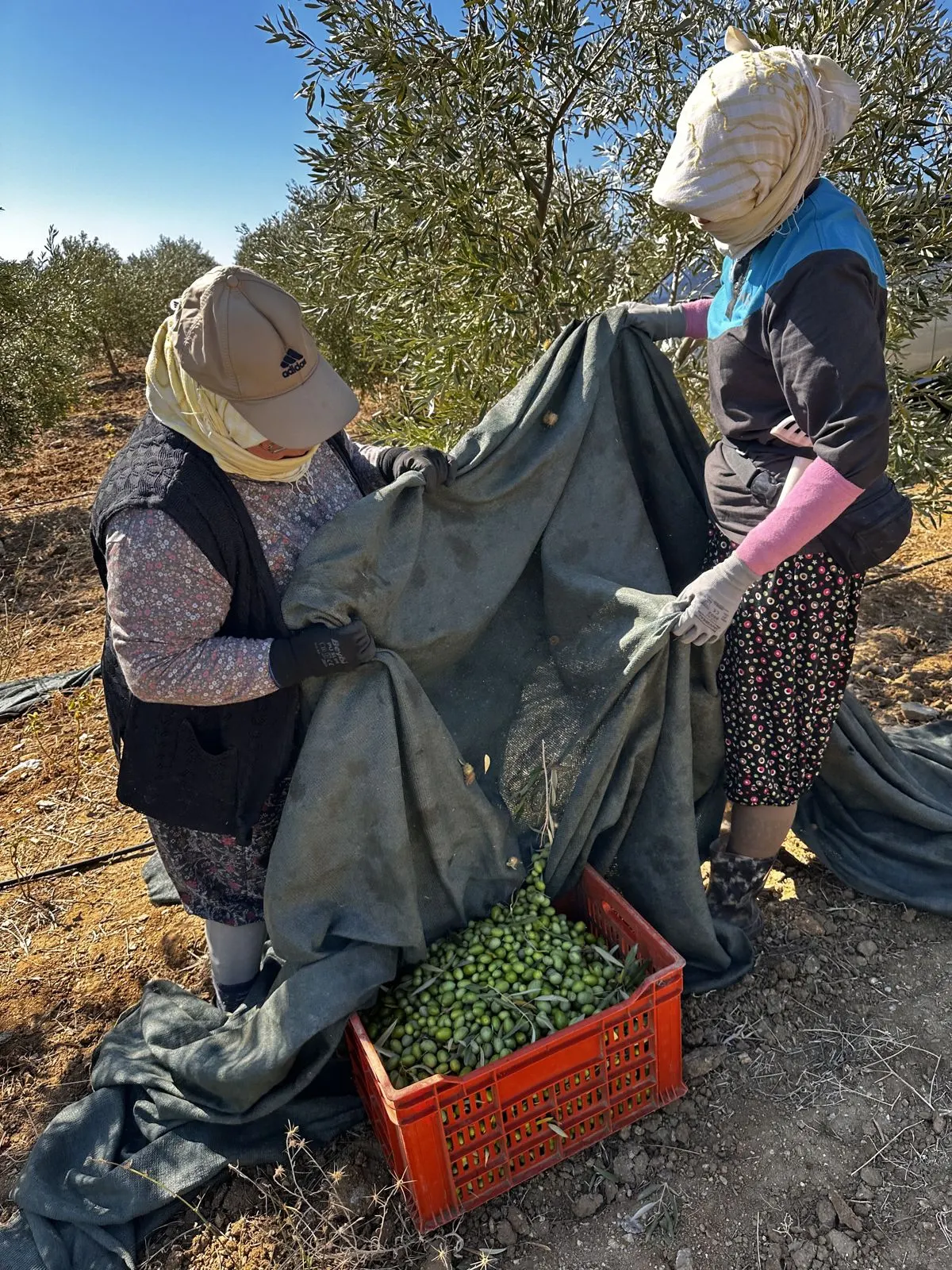 Hasat ekibi örtüdeki zeytinleri kasaya aktarıyor